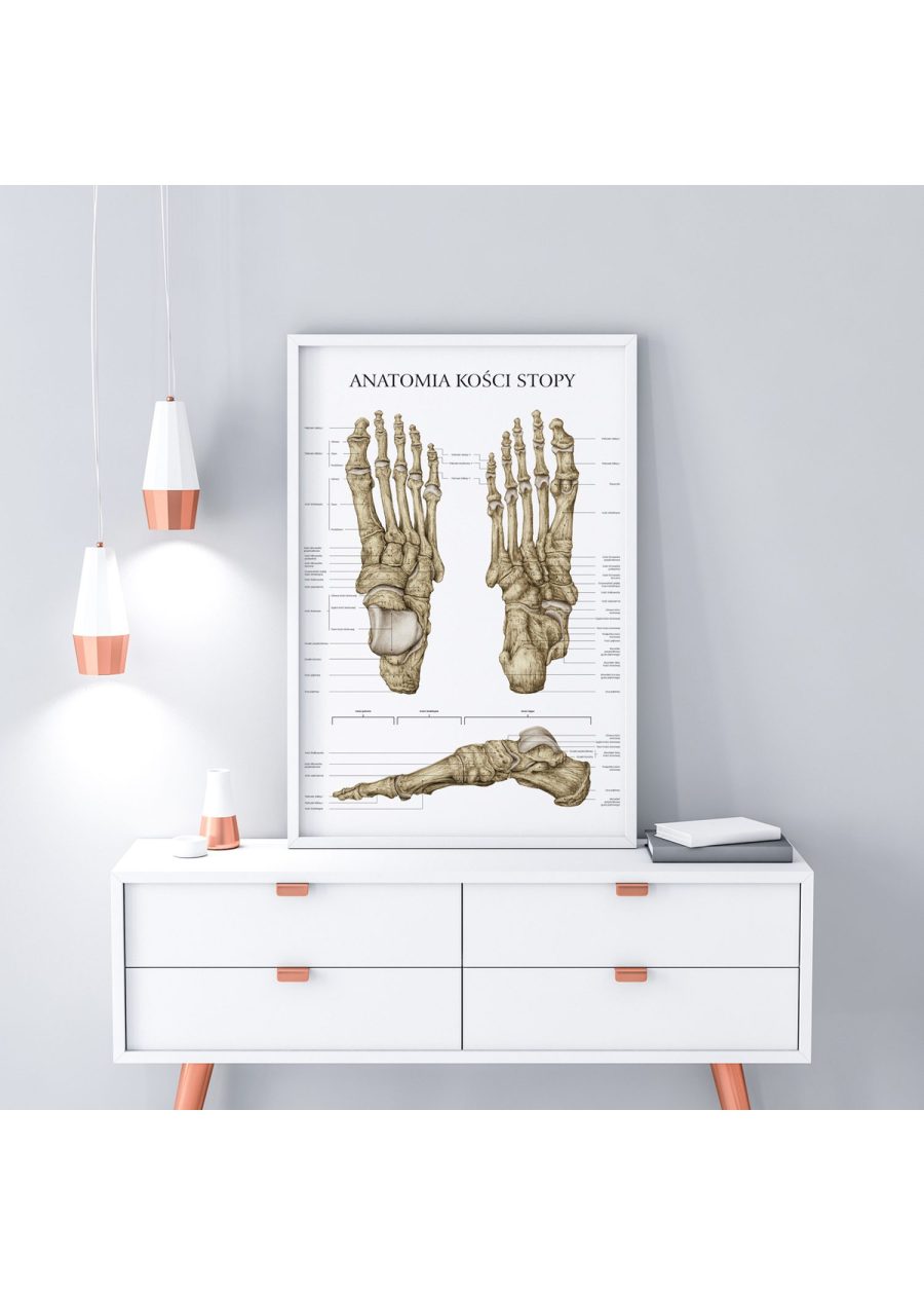 Plakat Anatomia Kości Stopy — zdjęcie 5