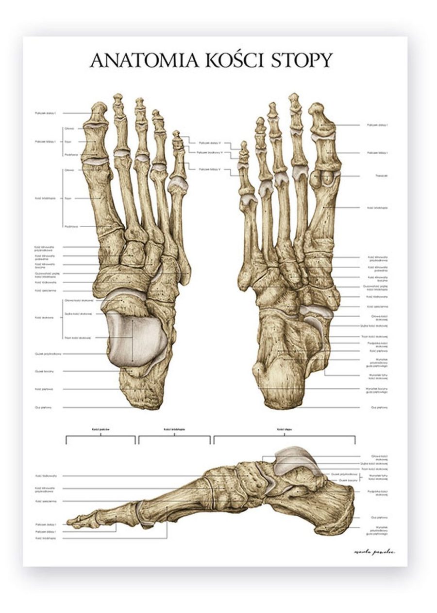 Plakat Anatomia Kości Stopy