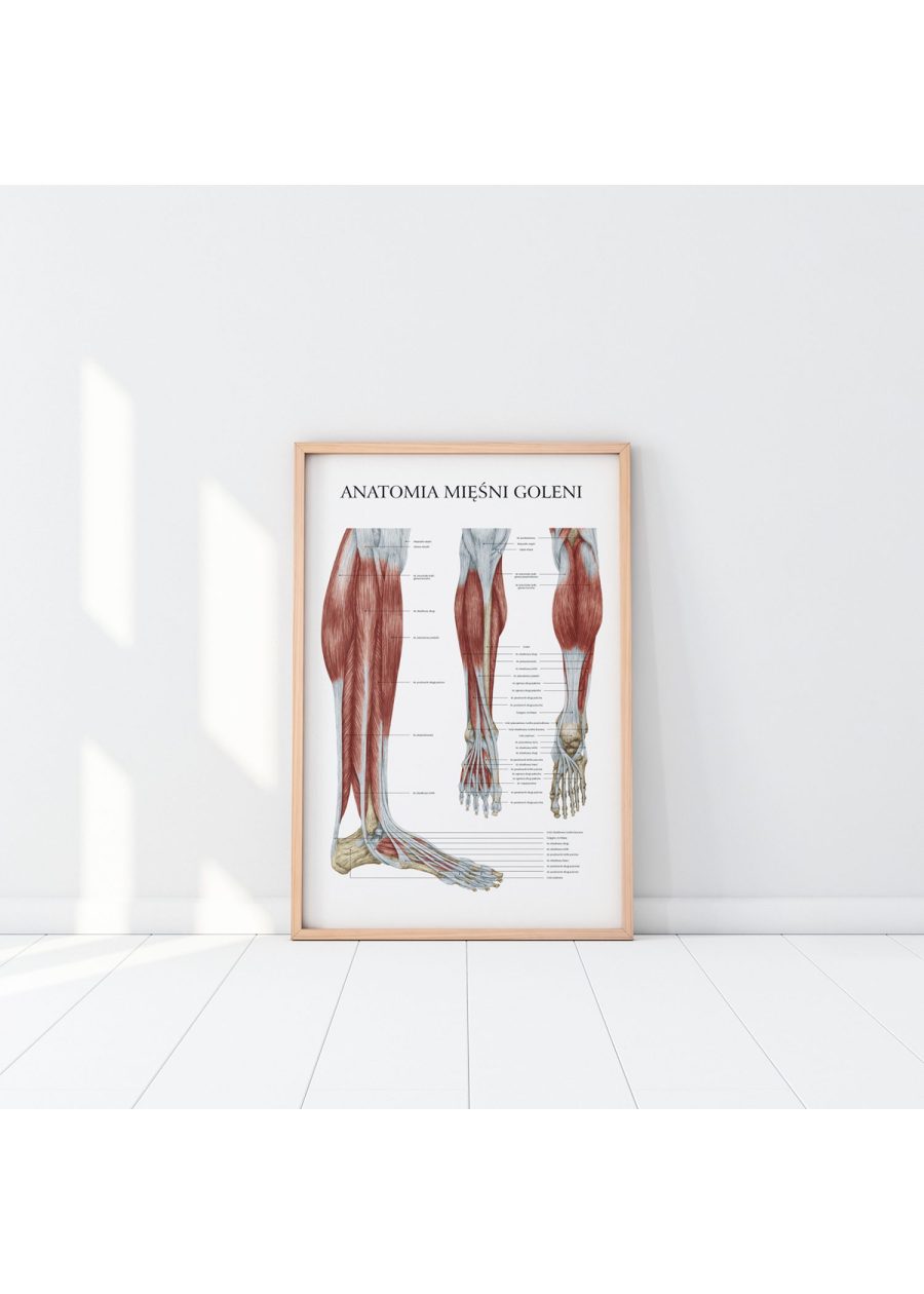 Plakat Anatomia Mięśni Goleni — zdjęcie 2
