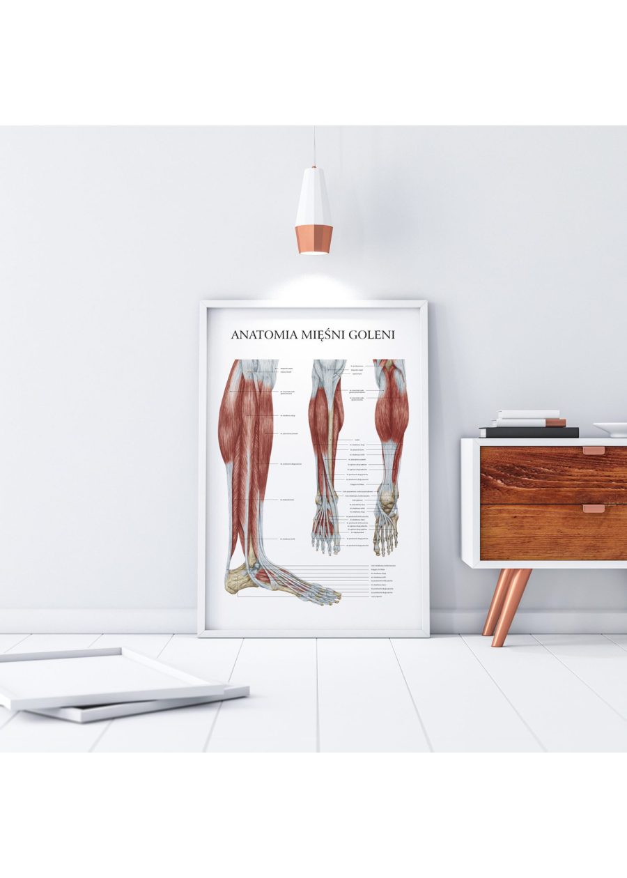 Plakat Anatomia Mięśni Goleni — zdjęcie 3