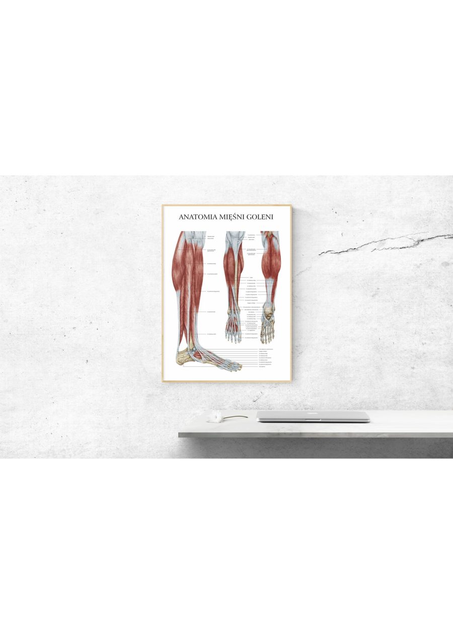 Plakat Anatomia Mięśni Goleni — zdjęcie 4