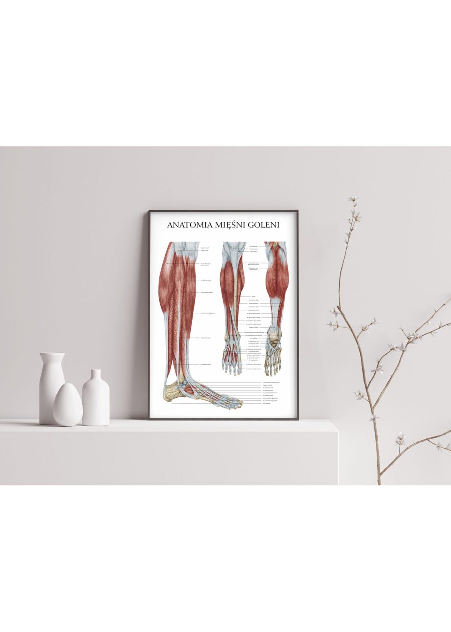 Plakat Anatomia Mięśni Goleni — zdjęcie 5