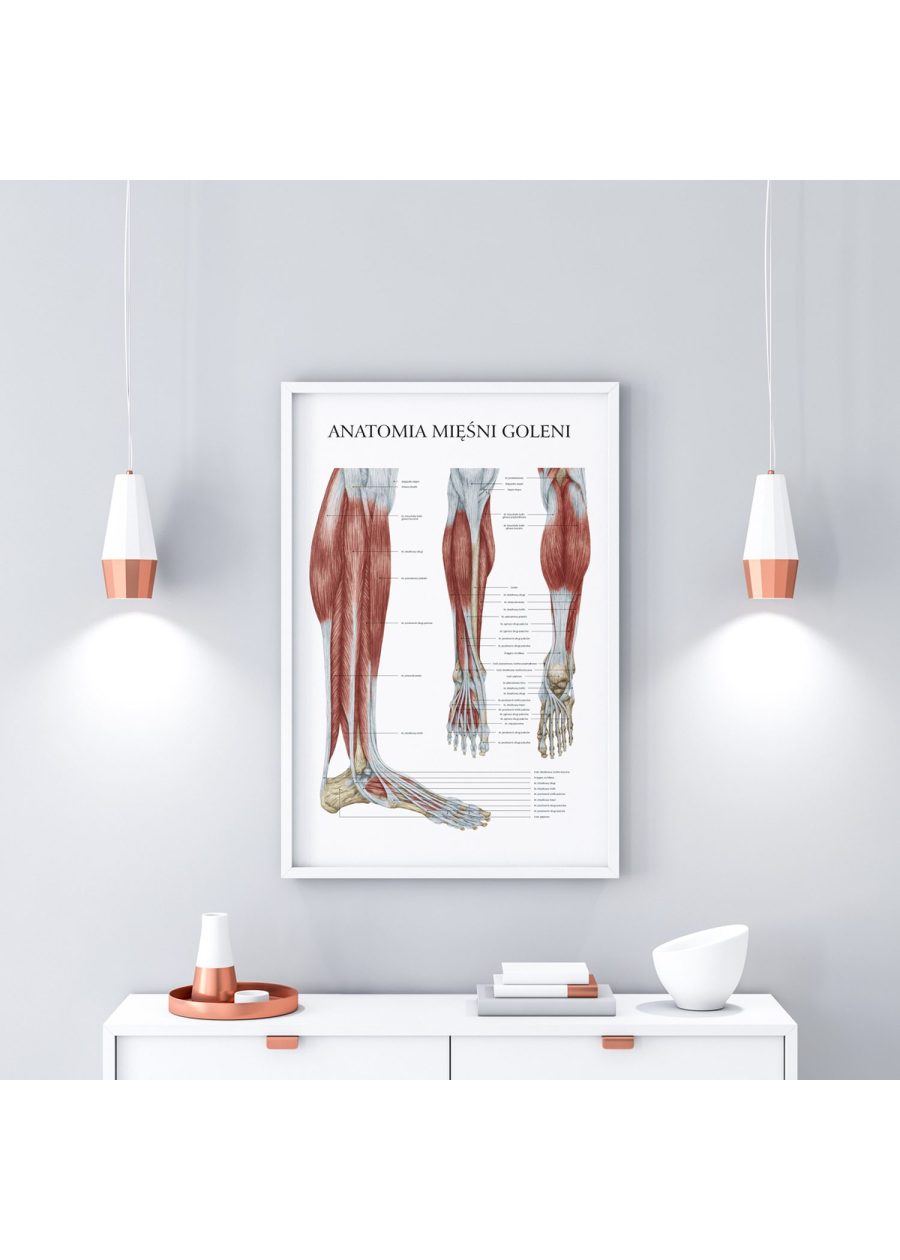 Plakat Anatomia Mięśni Goleni — zdjęcie 6