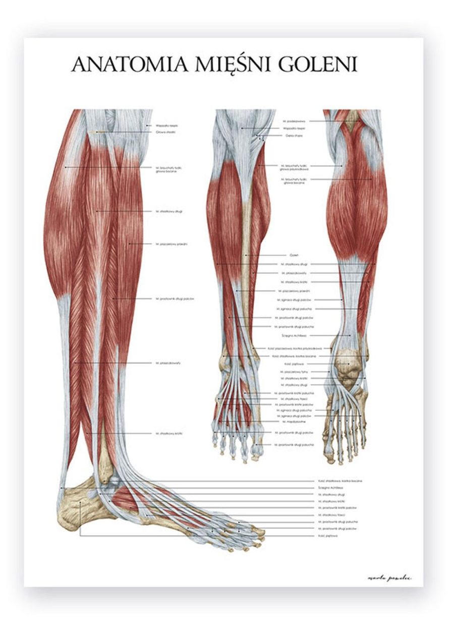 Plakat Anatomia Mięśni Goleni