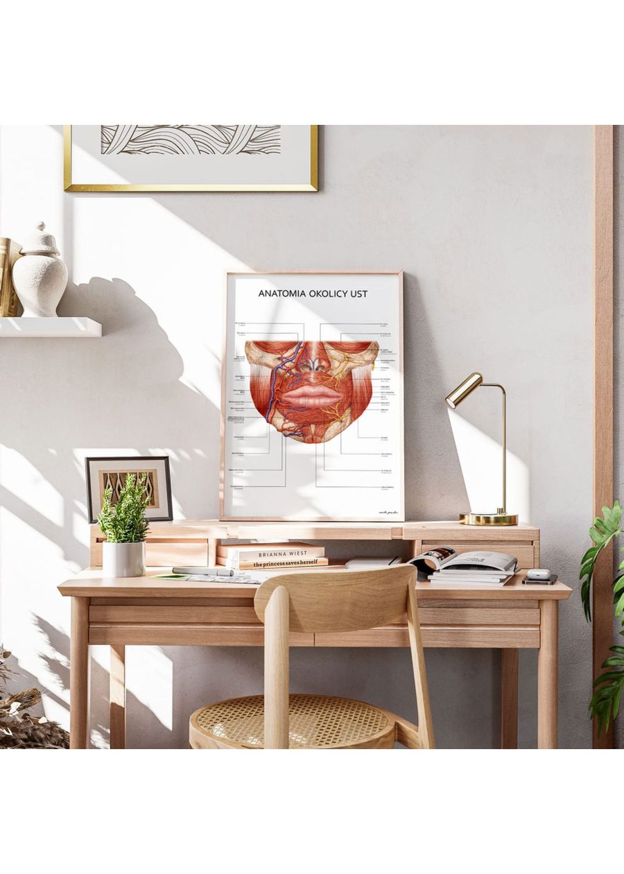 Plakat Anatomia Okolicy Ust — zdjęcie 2