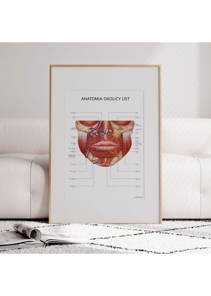 Plakat Anatomia Okolicy Ust — zdjęcie 3