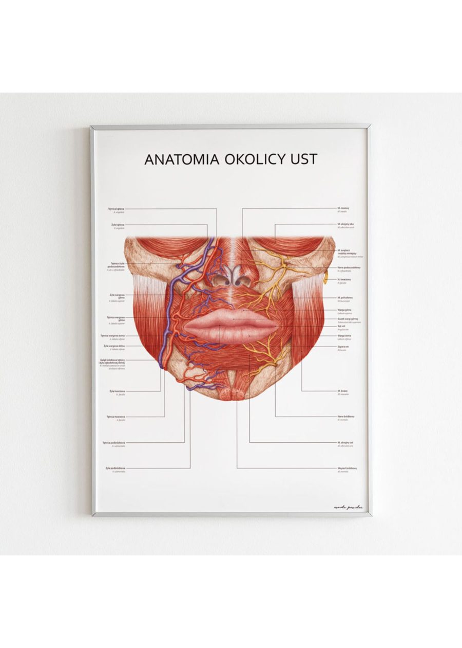 Plakat Anatomia Okolicy Ust — zdjęcie 4