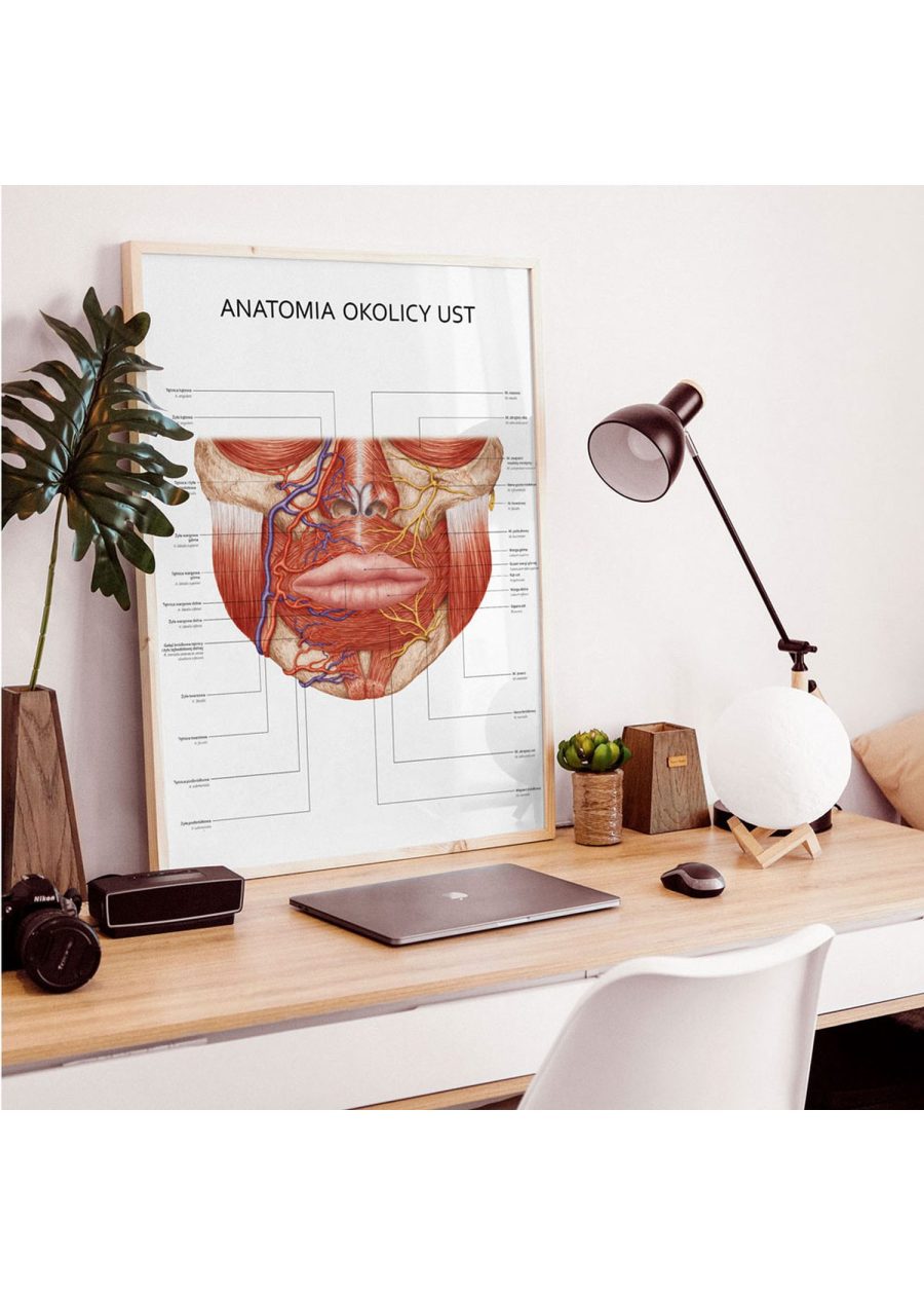Plakat Anatomia Okolicy Ust — zdjęcie 5