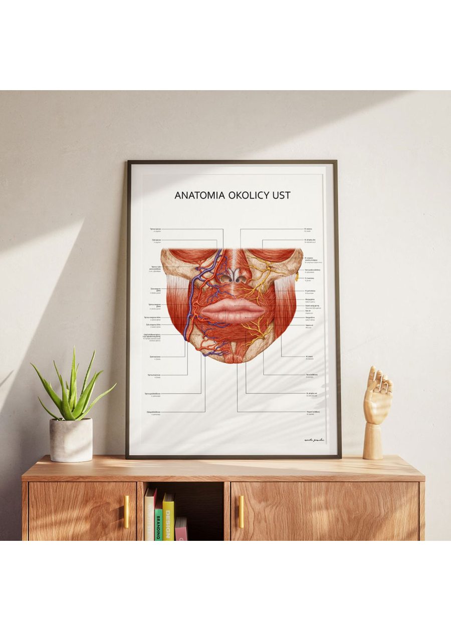 Plakat Anatomia Okolicy Ust — zdjęcie 6