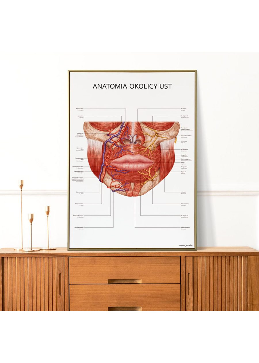 Plakat Anatomia Okolicy Ust — zdjęcie 7
