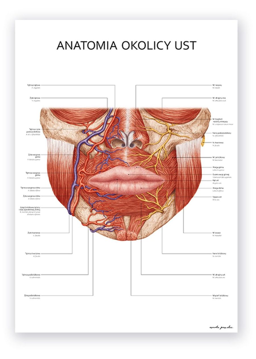 Plakat Anatomia Okolicy Ust