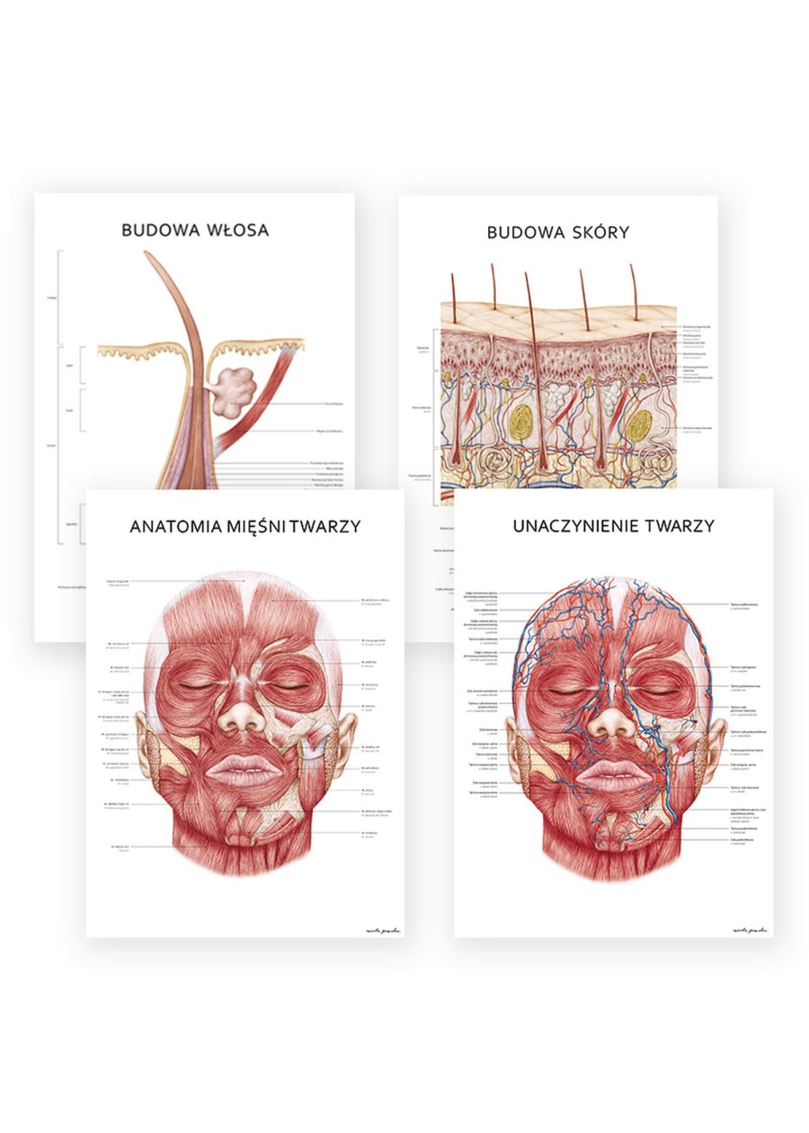 Plakat Anatomia Piękna Komplet