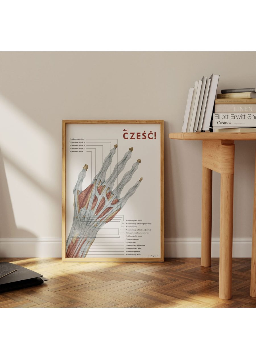 Plakat Anatomia Ręki - Daj Cześć — zdjęcie 4