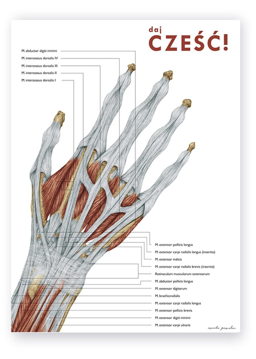 Plakat Anatomia Ręki - Daj Cześć