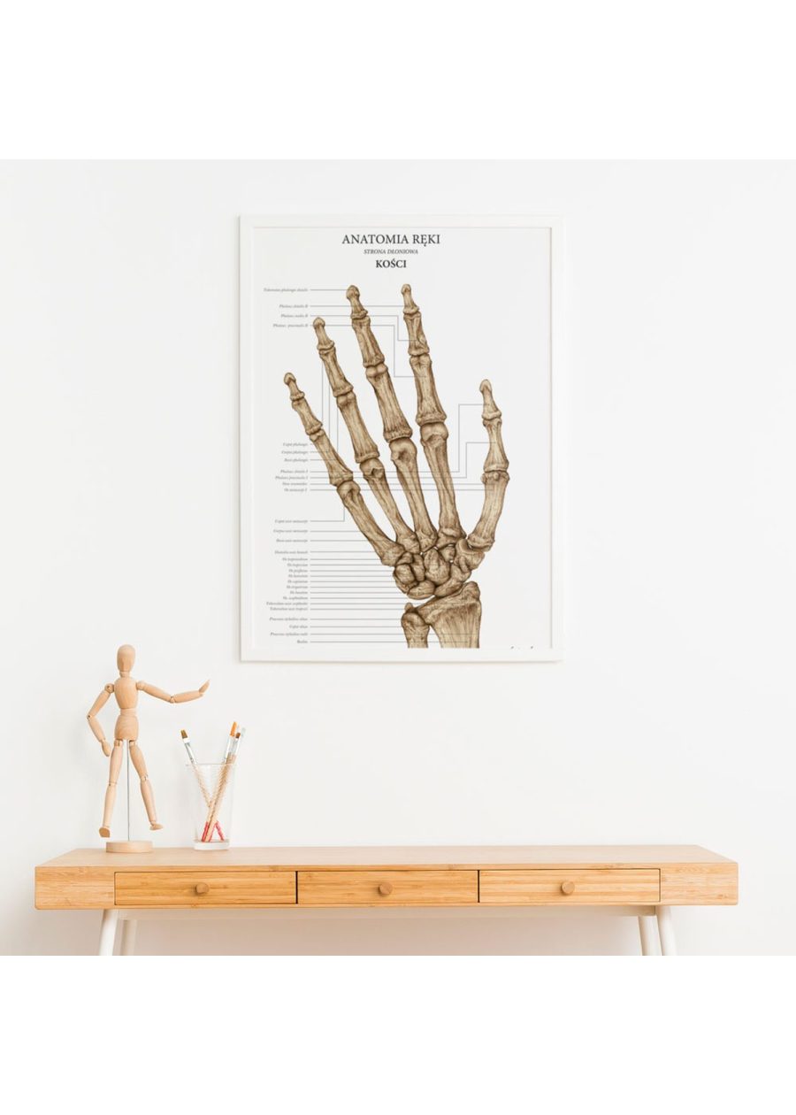 Plakat Anatomia Ręki - Kości — zdjęcie 2