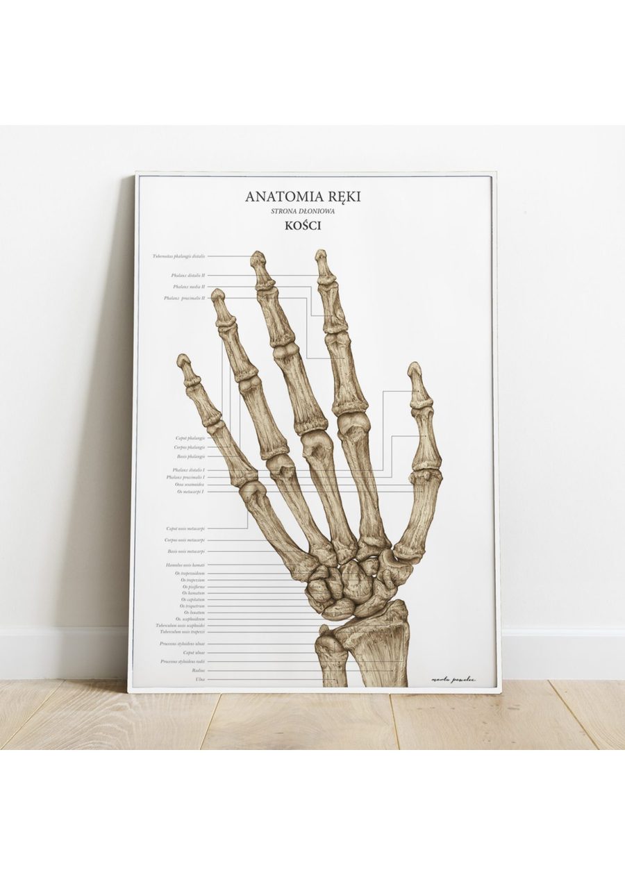 Plakat Anatomia Ręki - Kości — zdjęcie 3