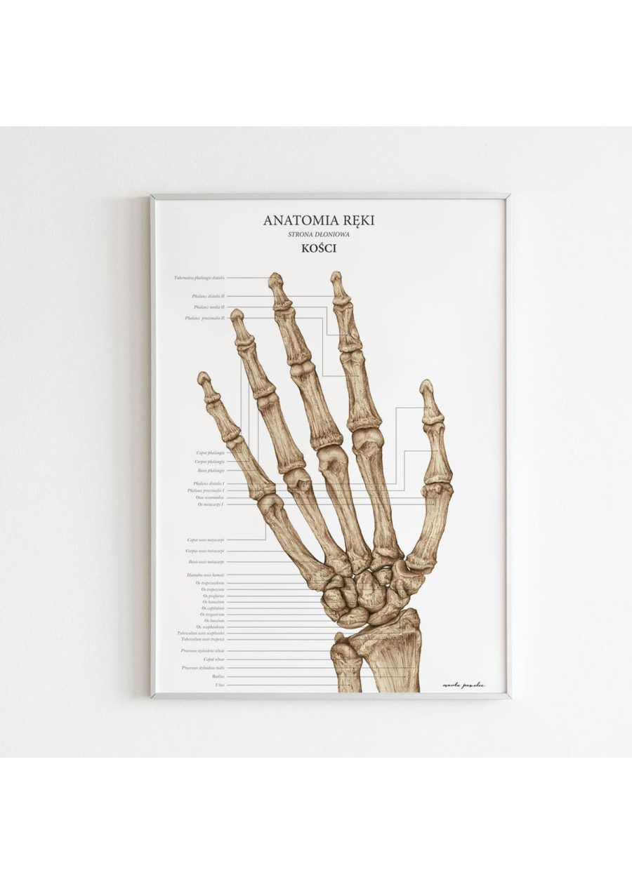 Plakat Anatomia Ręki - Kości — zdjęcie 4