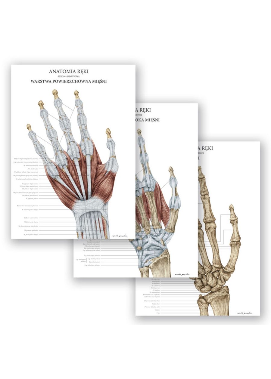 Plakat Anatomia Ręki - Kości — zdjęcie 5