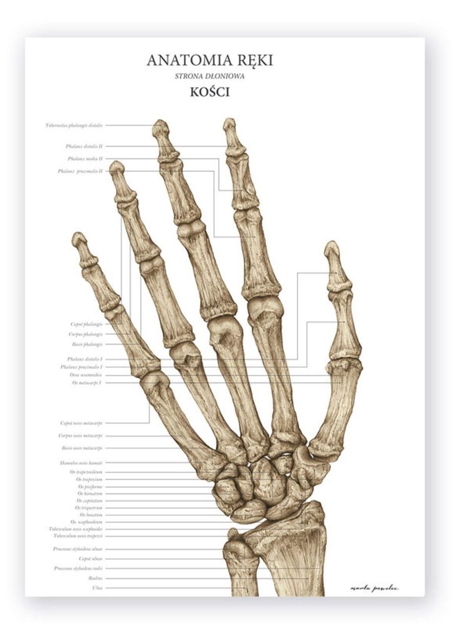 Plakat Anatomia Ręki - Kości