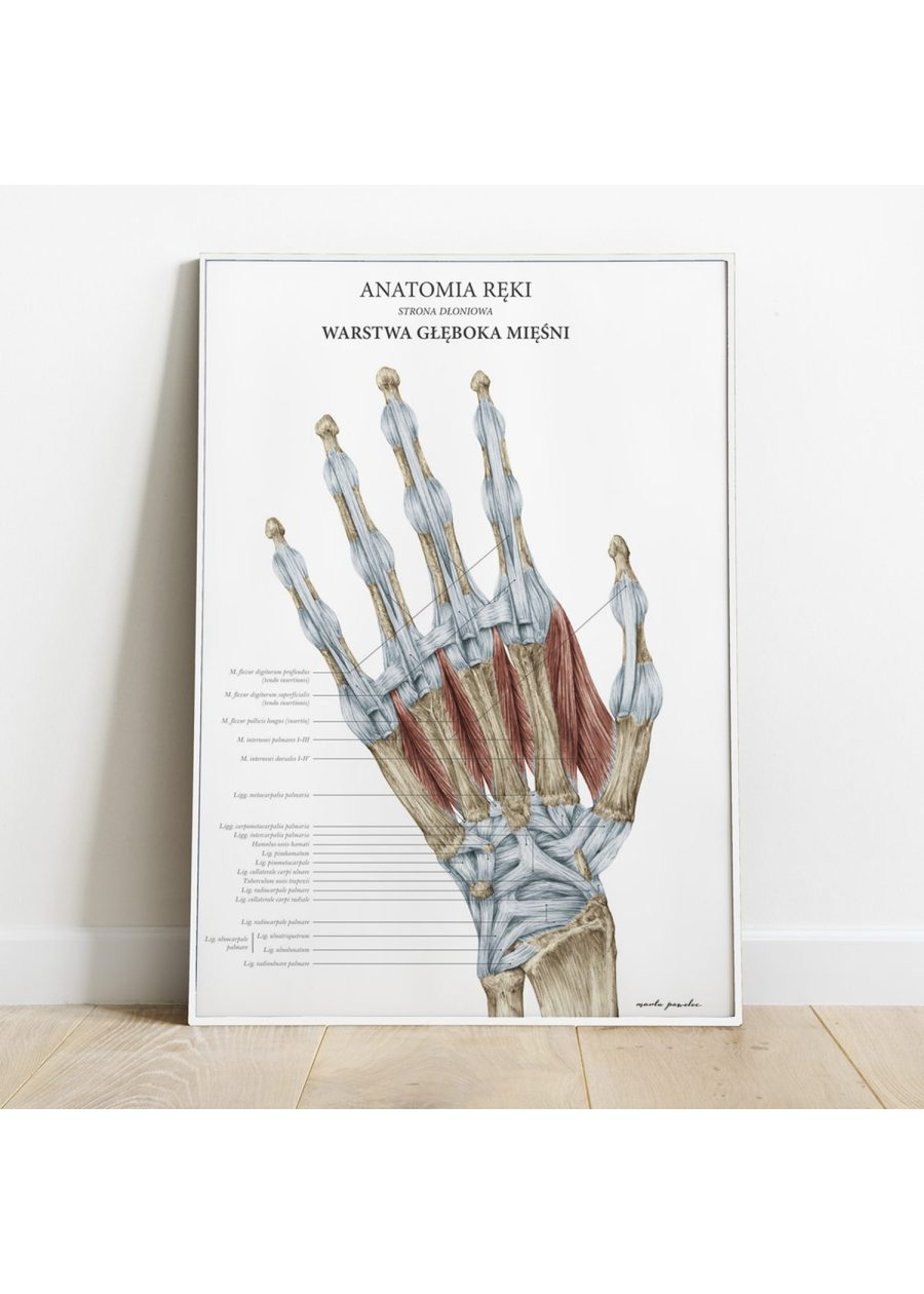 Plakat Anatomia Ręki - Warstwa Głęboka — zdjęcie 2