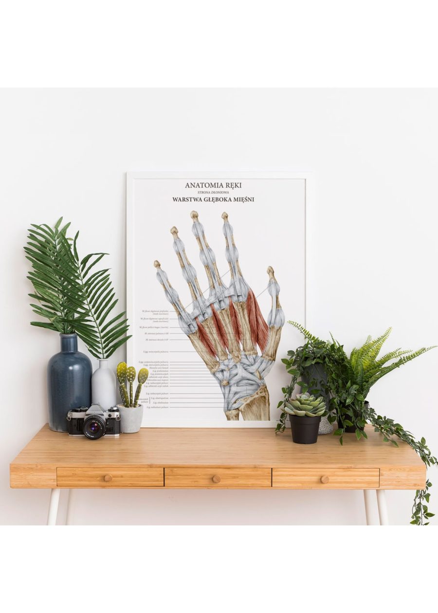Plakat Anatomia Ręki - Warstwa Głęboka — zdjęcie 3