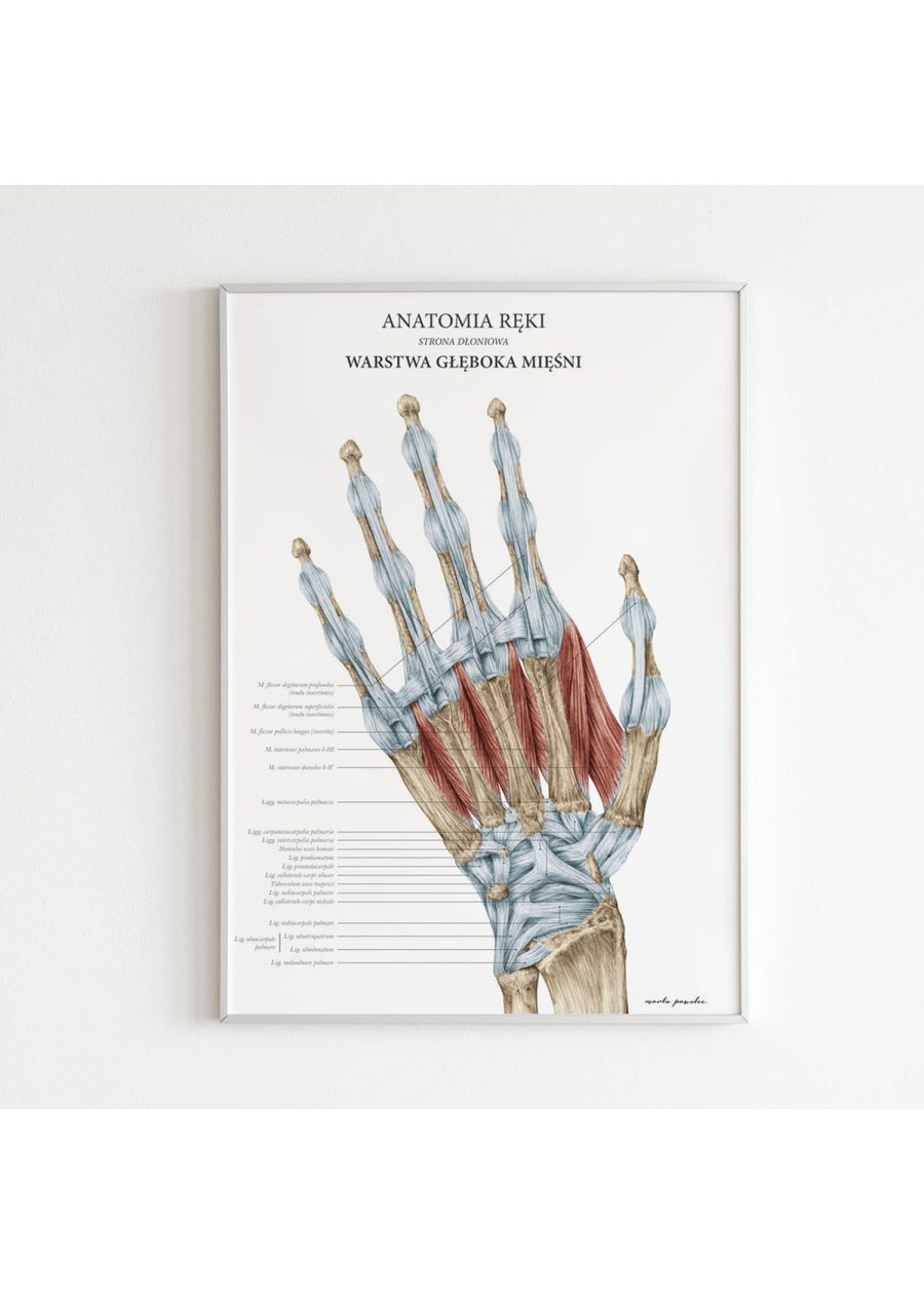 Plakat Anatomia Ręki - Warstwa Głęboka — zdjęcie 4