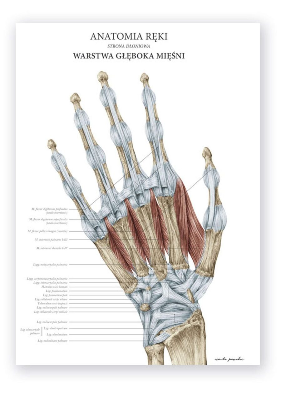 Plakat Anatomia Ręki - Warstwa Głęboka