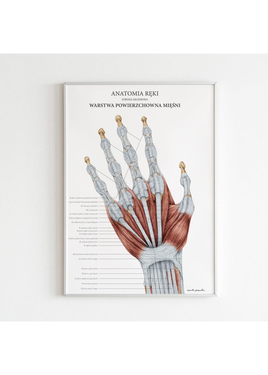 Plakat Anatomia Ręki - Warstwa Powierzchniowa — zdjęcie 2