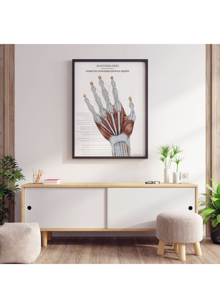 Plakat Anatomia Ręki - Warstwa Powierzchniowa — zdjęcie 3