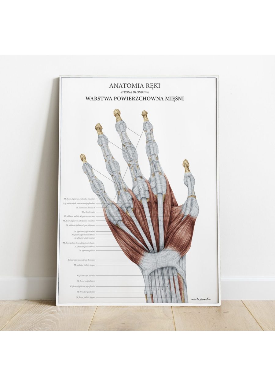 Plakat Anatomia Ręki - Warstwa Powierzchniowa — zdjęcie 4