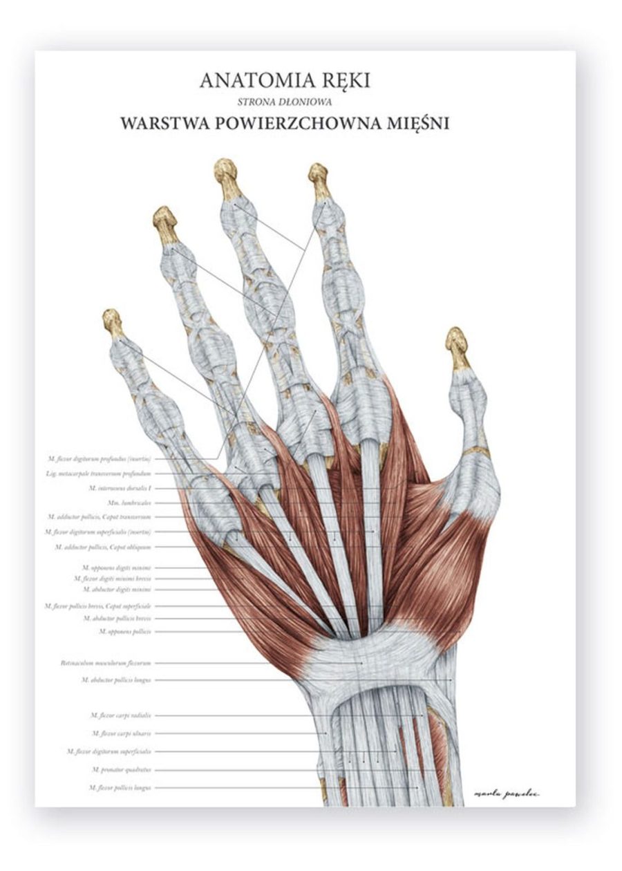 Plakat Anatomia Ręki - Warstwa Powierzchniowa