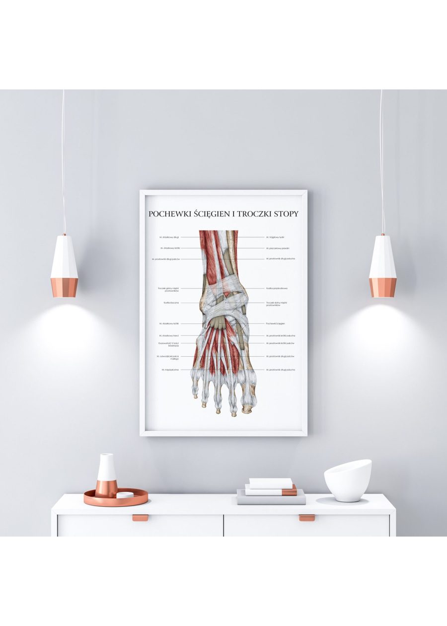 Plakat Anatomia Stopy – Troczki i Pochewki — zdjęcie 2
