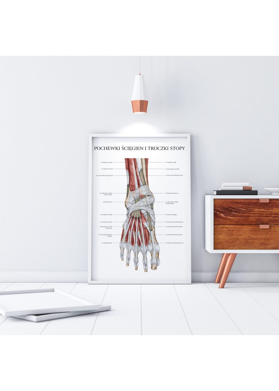 Plakat Anatomia Stopy – Troczki i Pochewki — zdjęcie 3