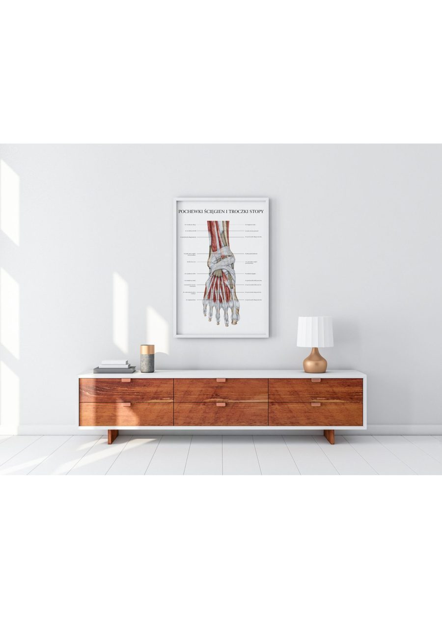 Plakat Anatomia Stopy – Troczki i Pochewki — zdjęcie 4