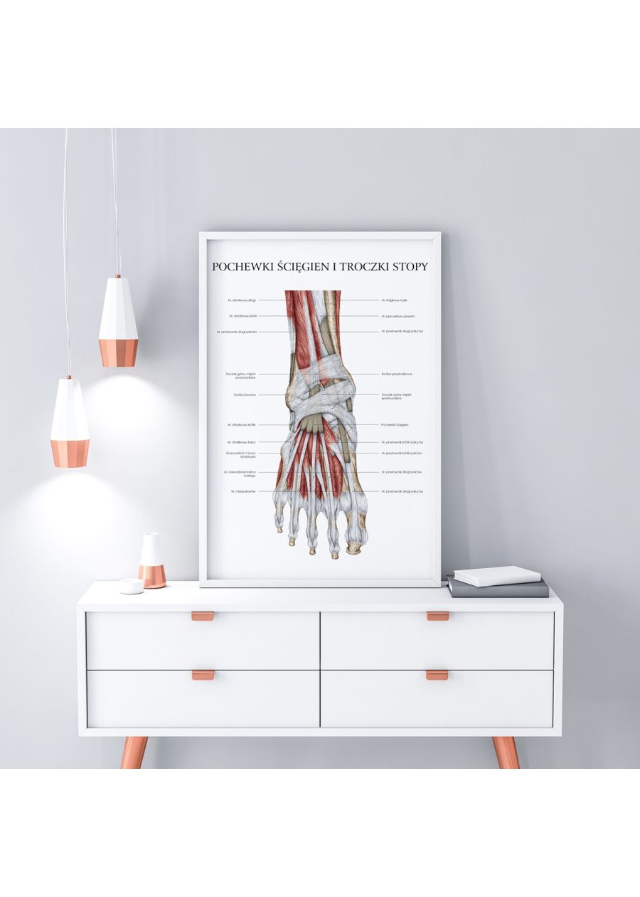 Plakat Anatomia Stopy – Troczki i Pochewki — zdjęcie 5