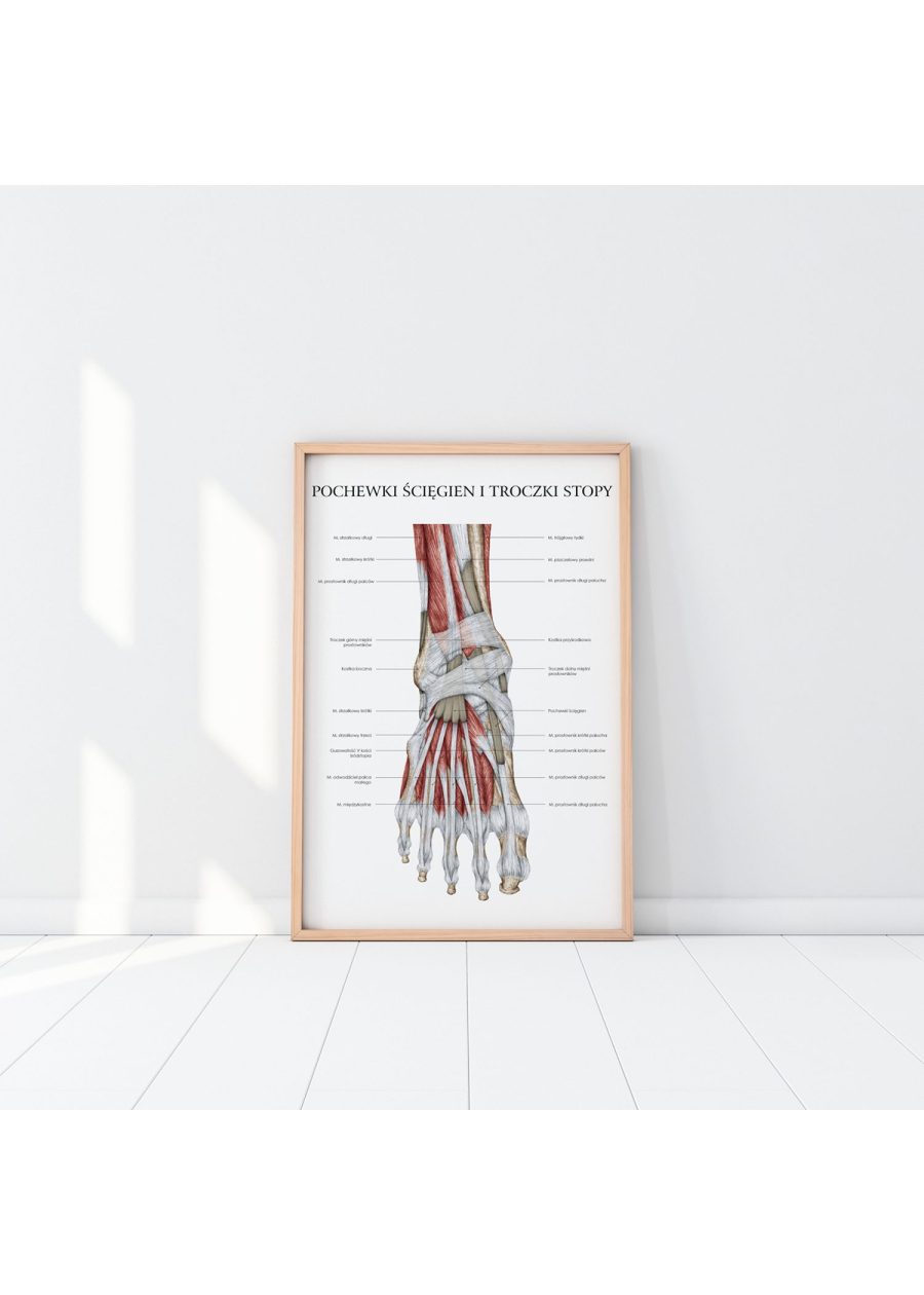 Plakat Anatomia Stopy – Troczki i Pochewki — zdjęcie 6