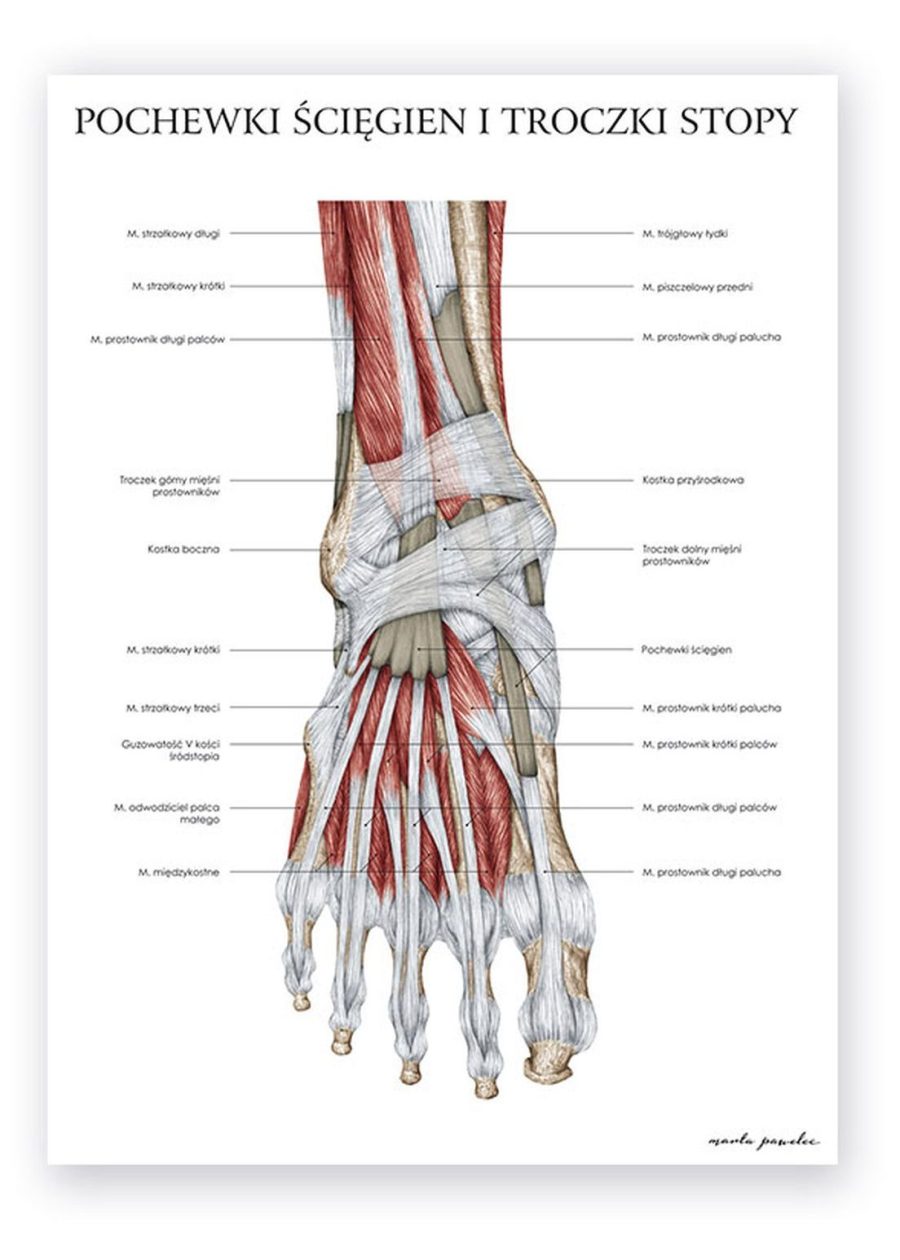 Plakat Anatomia Stopy – Troczki i Pochewki