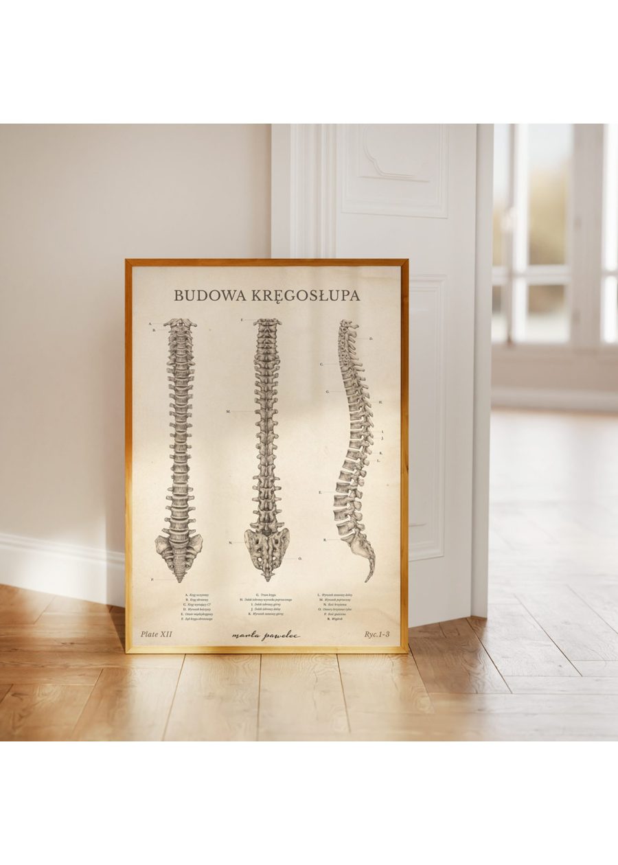 Plakat Budowa Kręgosłupa Vintage — zdjęcie 2
