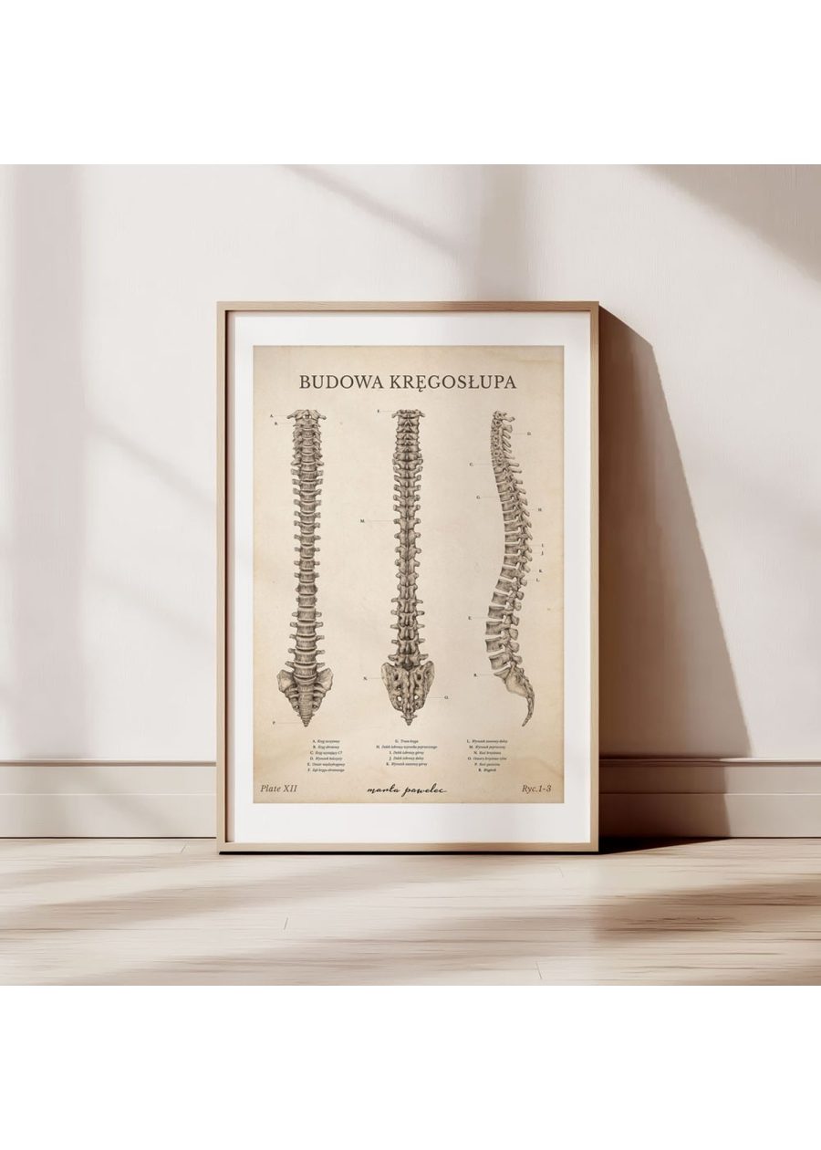 Plakat Budowa Kręgosłupa Vintage — zdjęcie 3