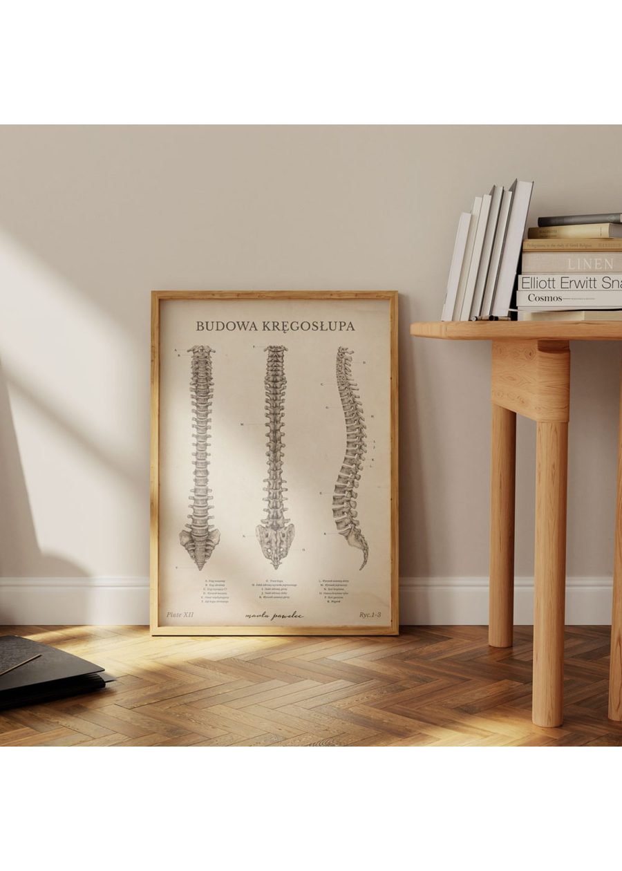 Plakat Budowa Kręgosłupa Vintage — zdjęcie 4