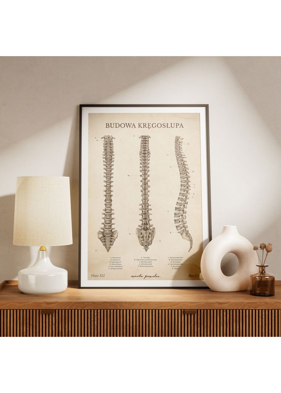Plakat Budowa Kręgosłupa Vintage — zdjęcie 5