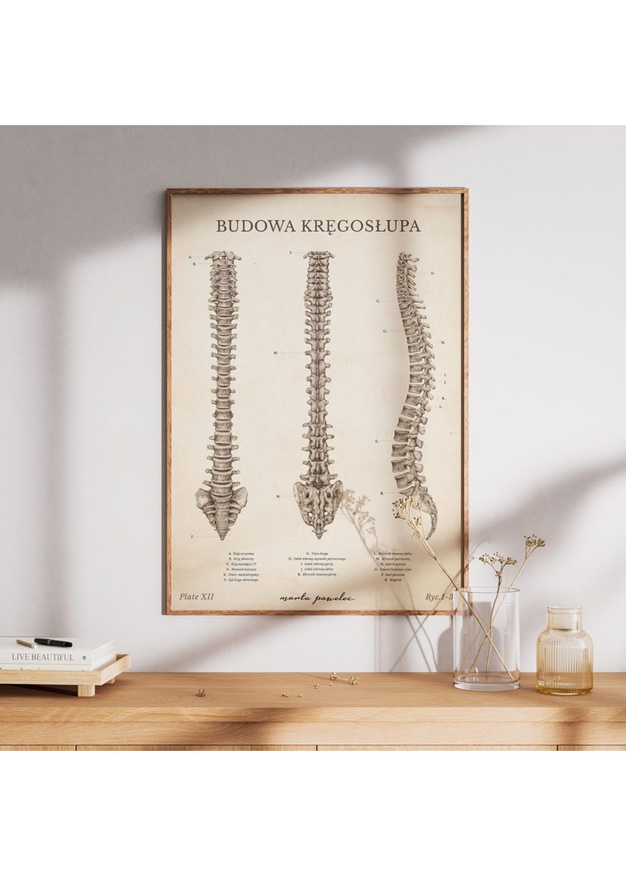 Plakat Budowa Kręgosłupa Vintage — zdjęcie 6
