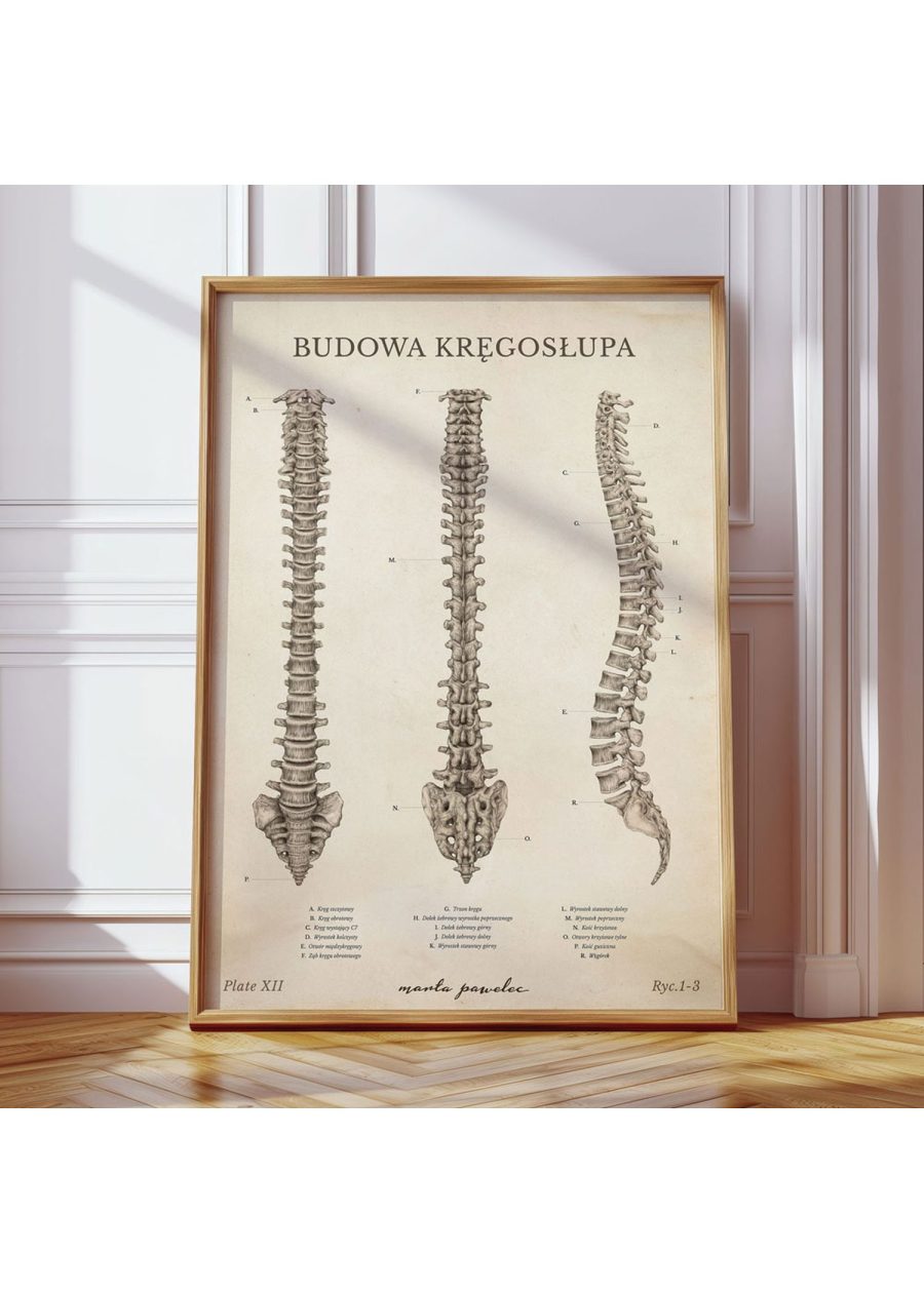 Plakat Budowa Kręgosłupa Vintage — zdjęcie 7
