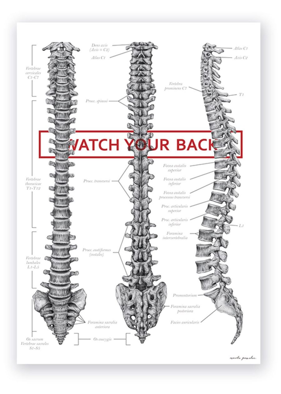 Plakat Budowa Kręgosłupa - Watch Your Back