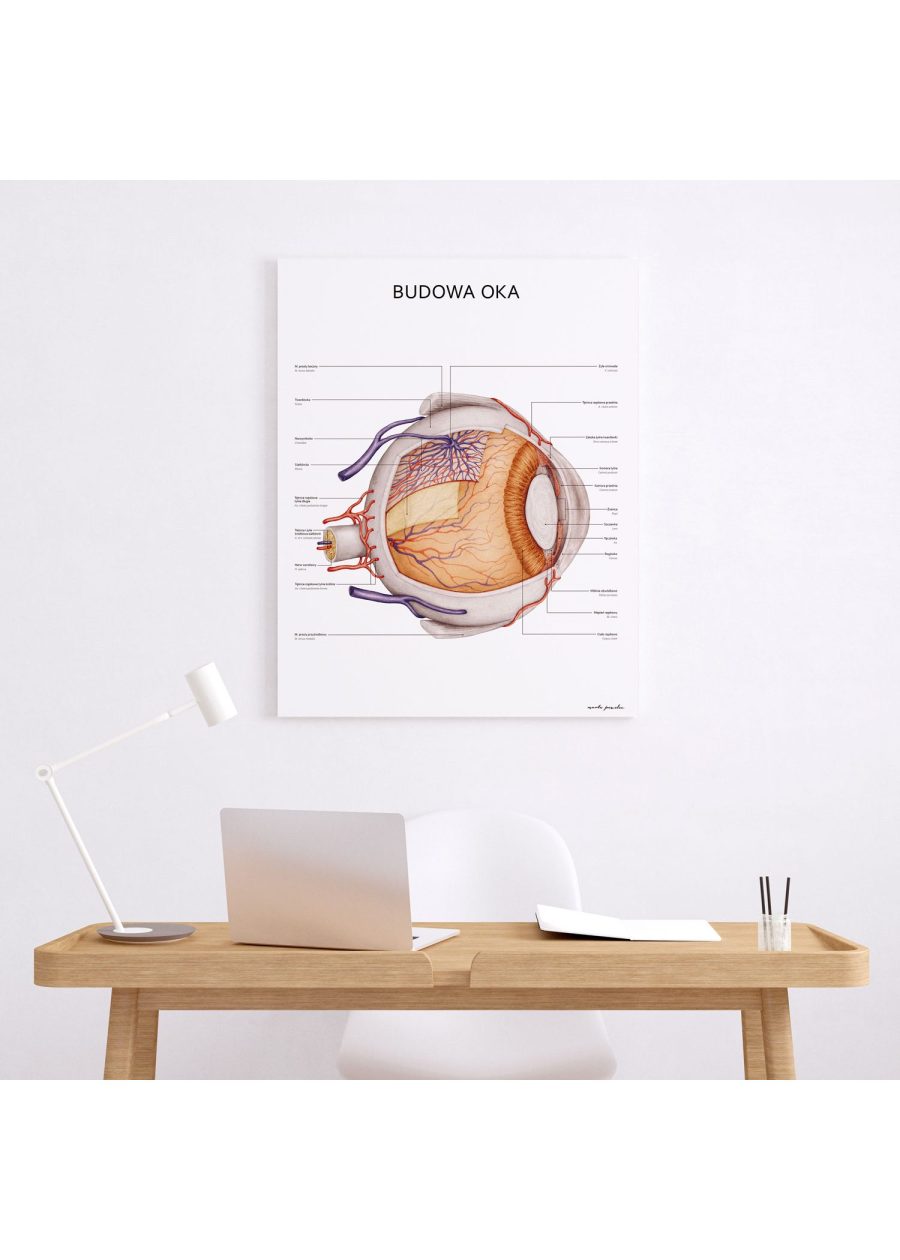 Plakat Budowa Oka — zdjęcie 2