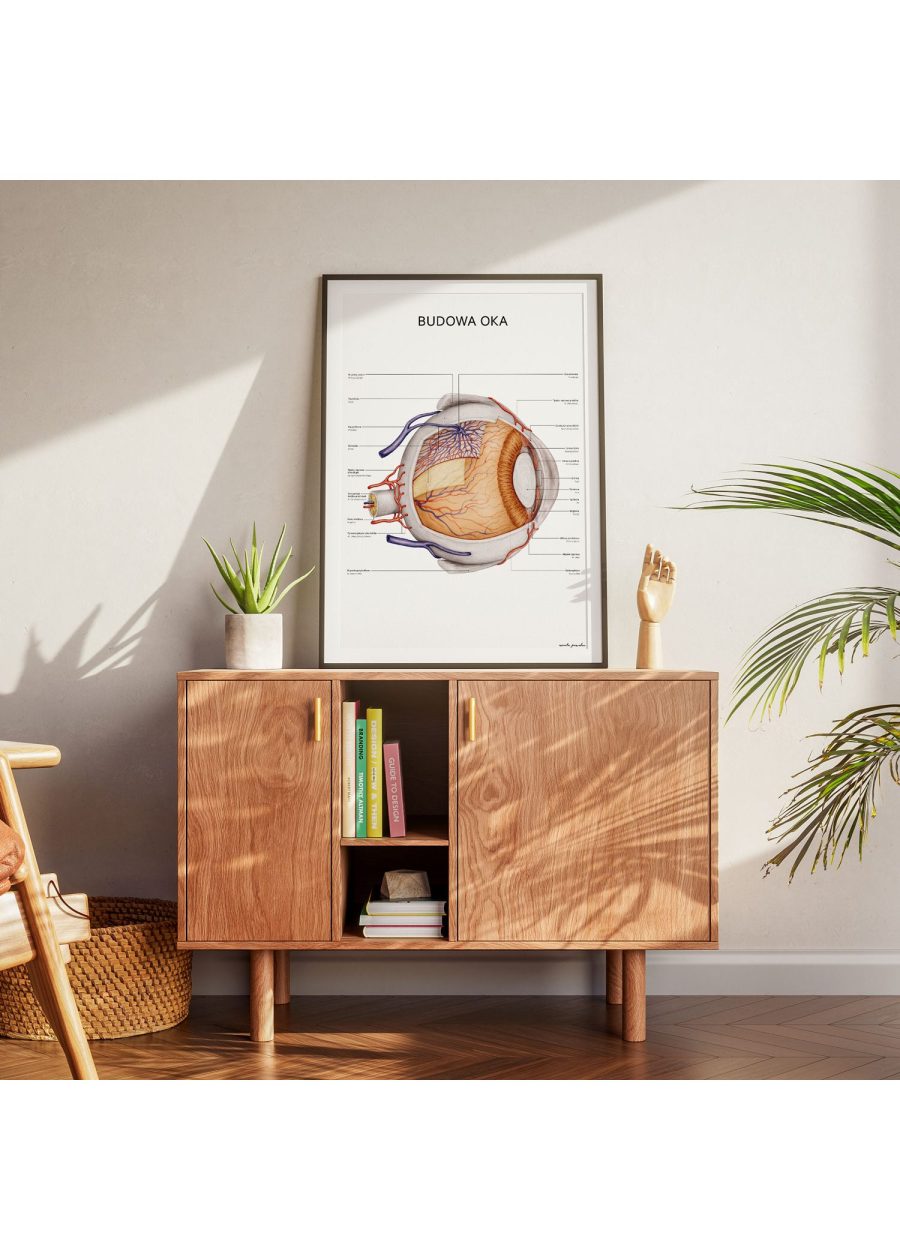 Plakat Budowa Oka — zdjęcie 3