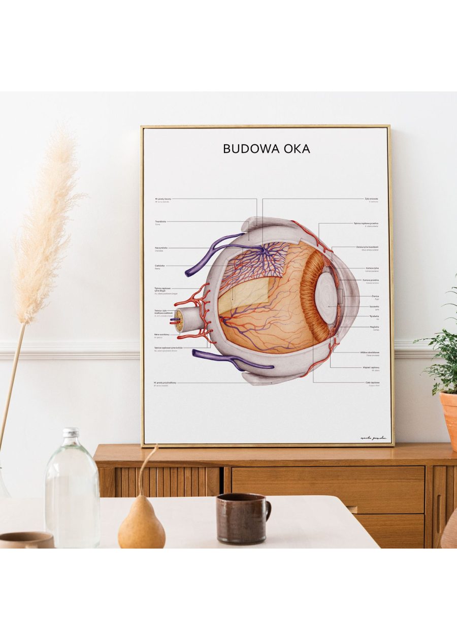 Plakat Budowa Oka — zdjęcie 4