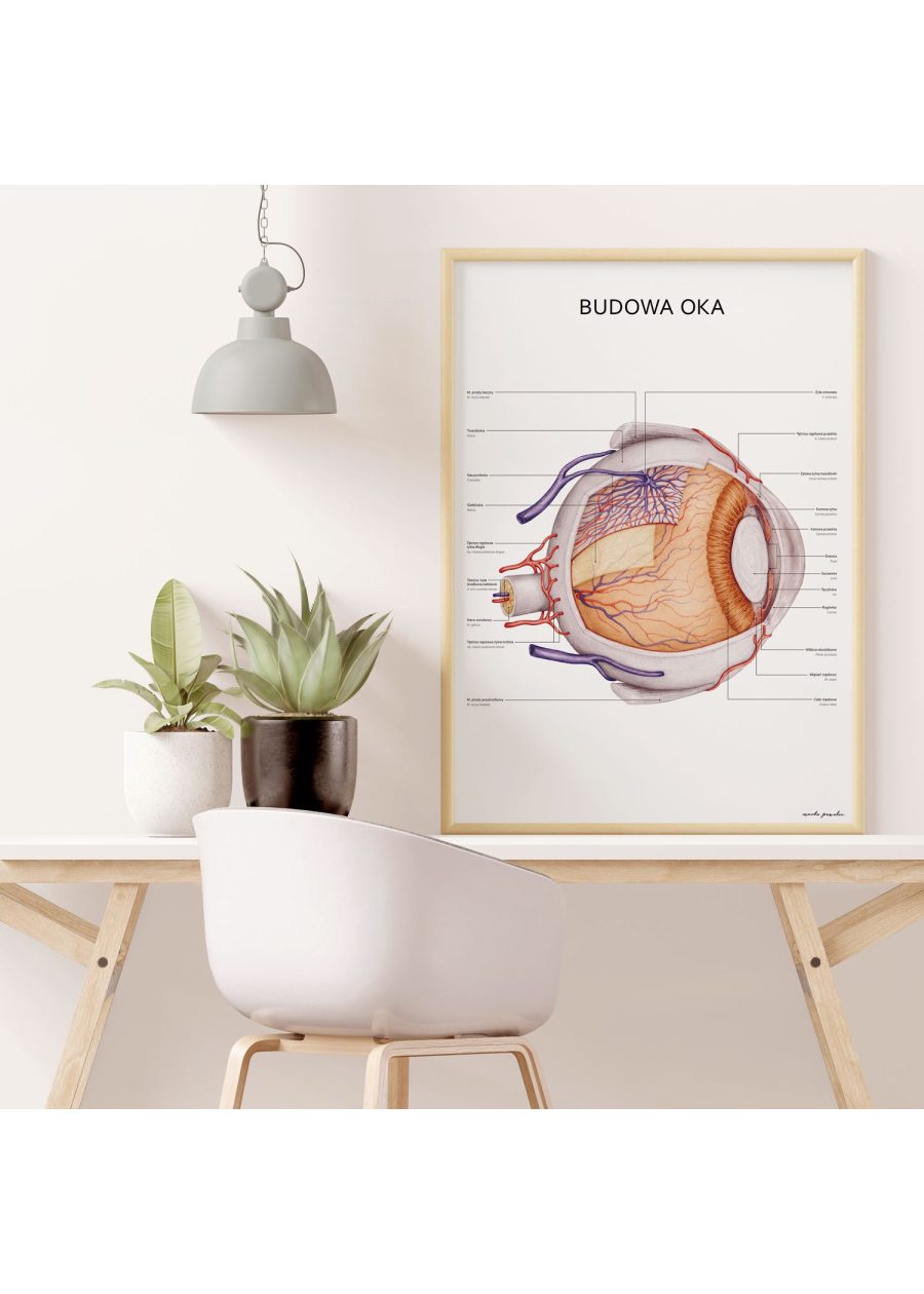 Plakat Budowa Oka — zdjęcie 5