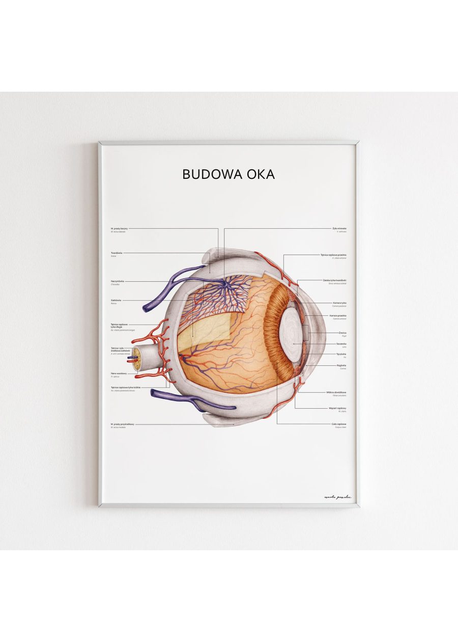 Plakat Budowa Oka — zdjęcie 6