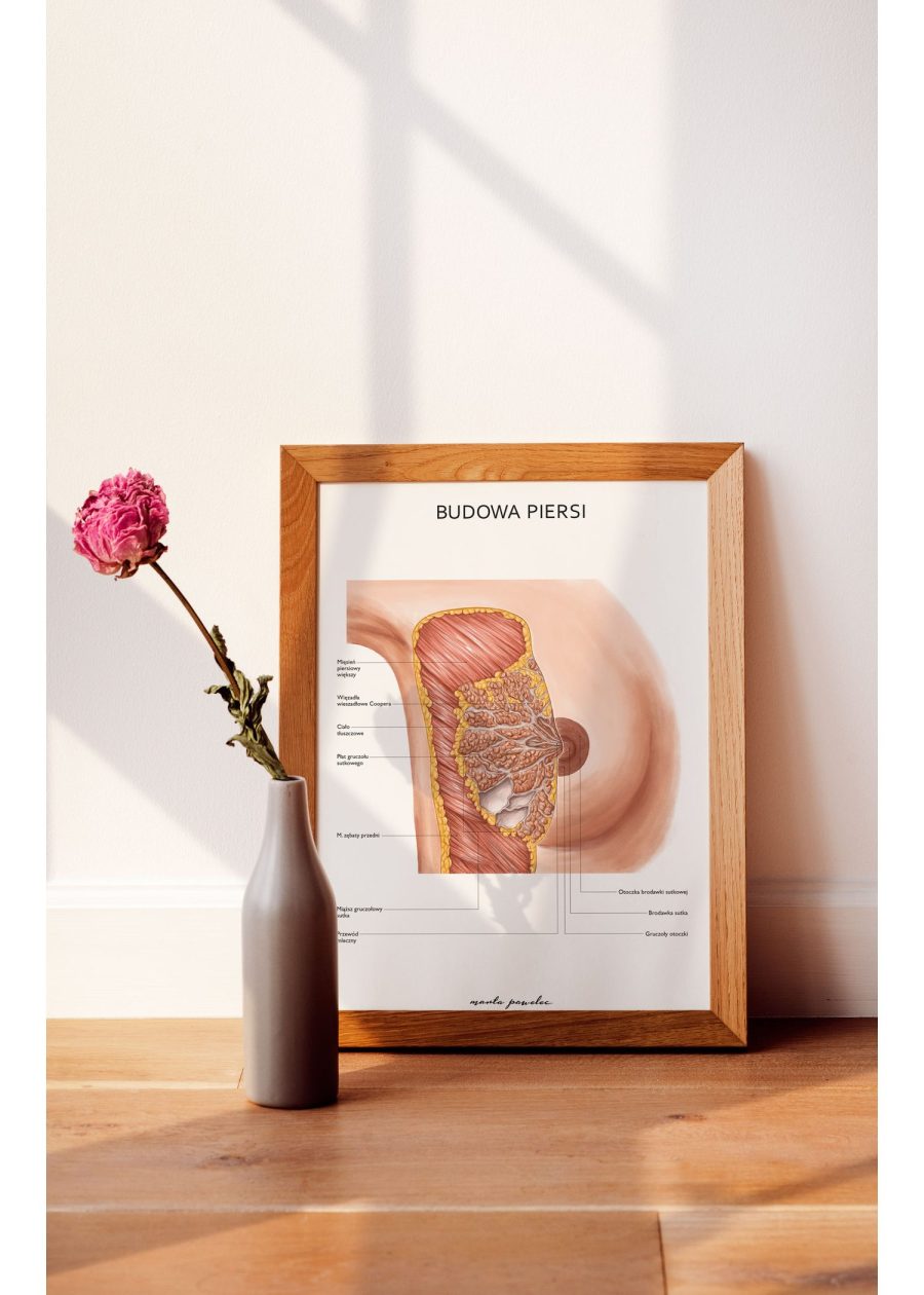 Plakat Budowa Piersi — zdjęcie 2